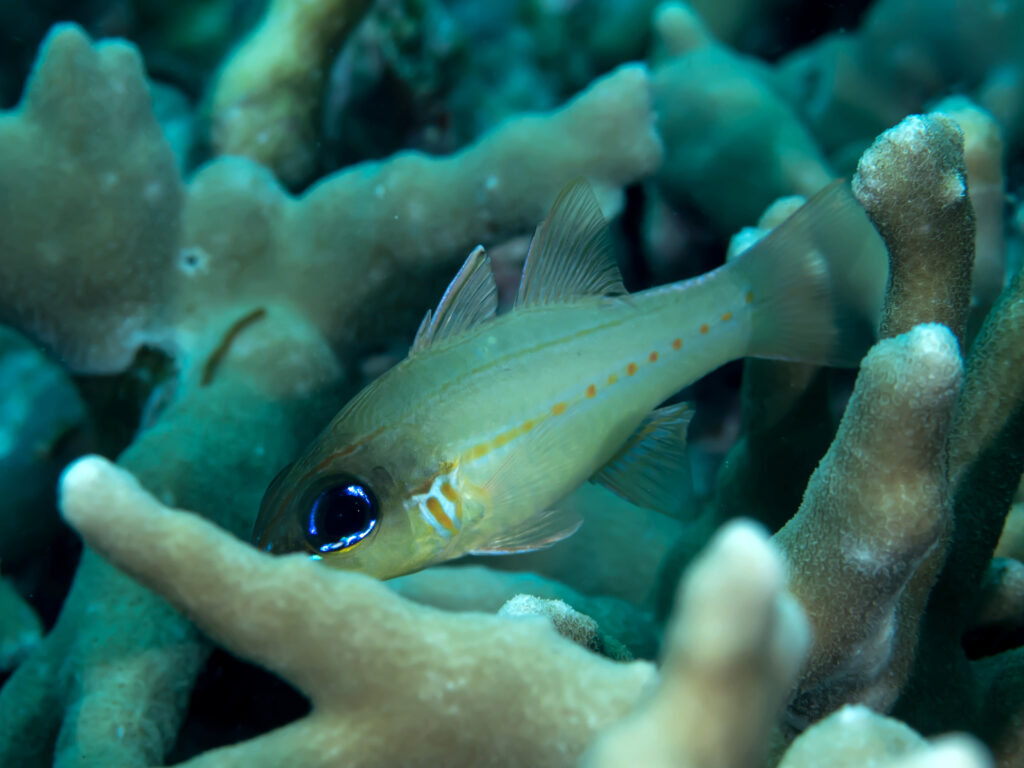 Ostorhinchus sealei (Ostorhinchus sealei) |commons:File:Bargill cardinalfish (Ostorhinchus sealei) (35520084064).jpg