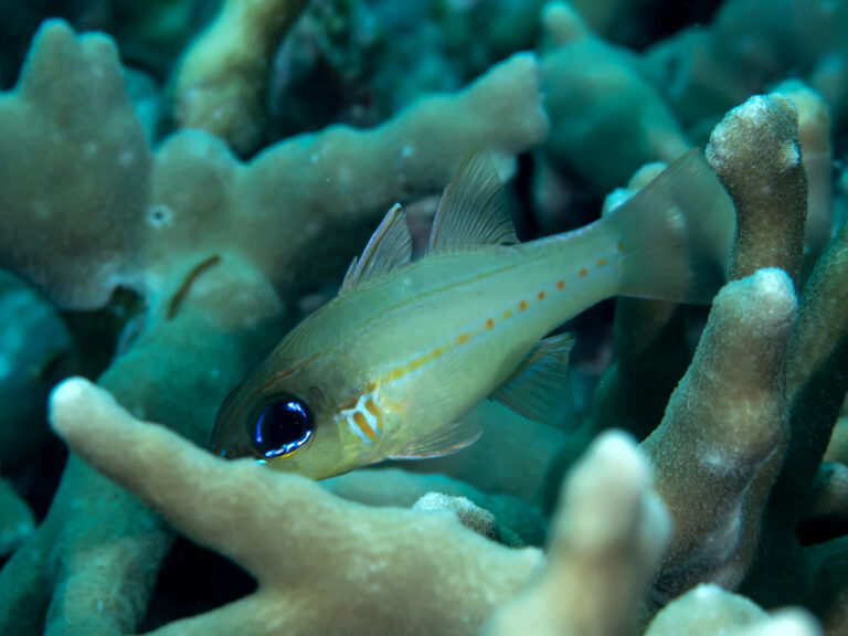 Ostorhinchus sealei (Ostorhinchus sealei) |commons:File:Bargill cardinalfish (Ostorhinchus sealei) (35520084064).jpg