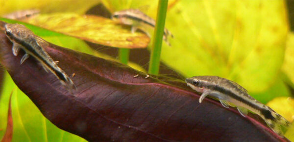 Otocinclus (Otocinclus vittatus) |commons:File:Otocinclus vittatus.jpg