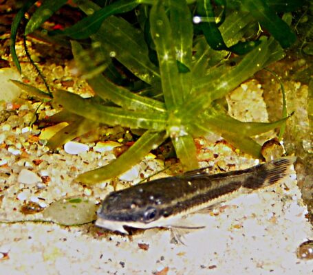 Otocinclus Affinis (Otocinclus affinis) |commons:File:Macrotocinclus affinis-aquarium.jpg