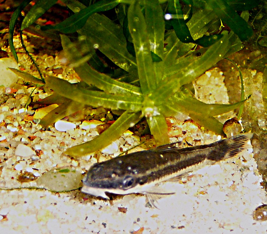 Otocinclus Affinis (Otocinclus affinis) |commons:File:Macrotocinclus affinis-aquarium.jpg