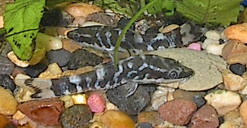 Otocinclus Cocama (Otocinclus cocama) |commons:File:Otocinclus cocama.jpg