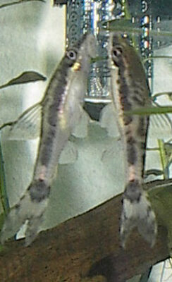 Otocinclus Macrospilus (Otocinclus macrospilus) |commons:File:Otocinclus macrospilus.jpg