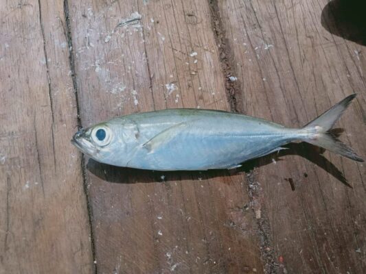 Oxeye Scad (Selar boops) |commons:File:Selar boops, Aceh.jpg