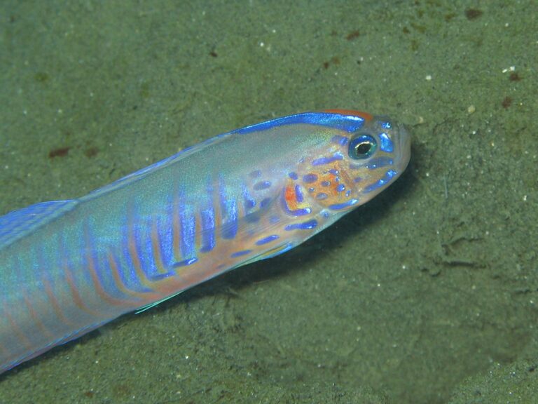Oxymetopon cyanoctenosum (Oxymetopon cyanoctenosum) |commons:File:Blue-barred Ribbon Goby Oxymetopon cyanoctenosum.jpg