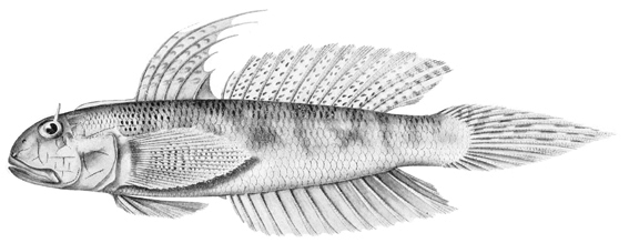Oxyurichthys cornutus (Oxyurichthys cornutus) |commons:File:Oxyurichthys cornutus.jpg