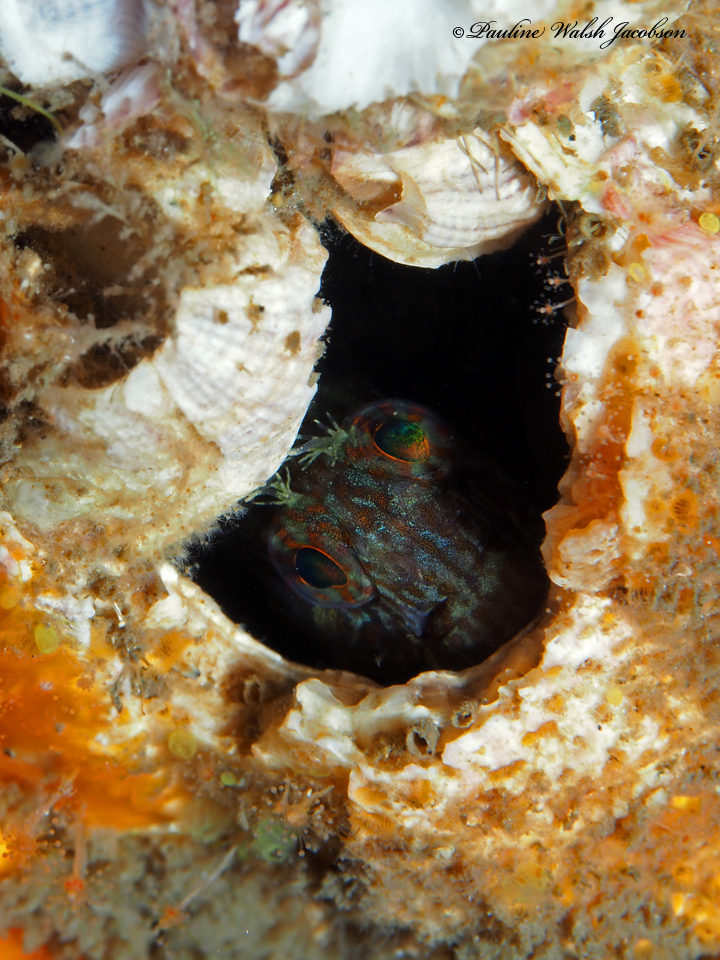Oyster Blenny (Hypleurochilus pseudoaequipinnis) |commons:File:Hypleurochilus pseudoaequipinnis 161078576.jpg