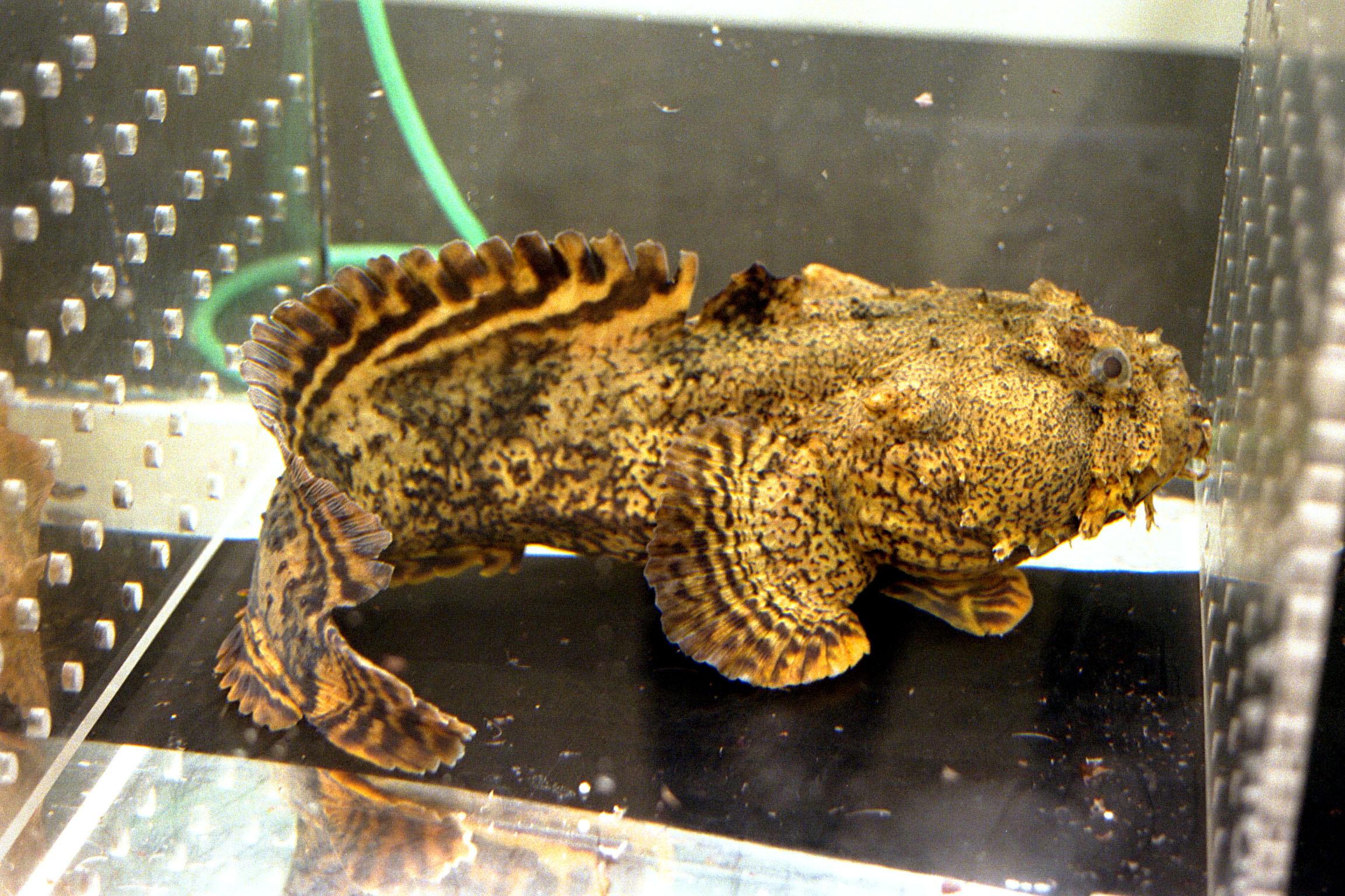 Oyster Toadfish (Opsanus tau) |commons:File:Opsanus tau.jpg