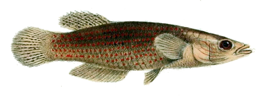Pachypanchax playfairii (Pachypanchax playfairii) |commons:File:Pachypanchax playfairii.jpg