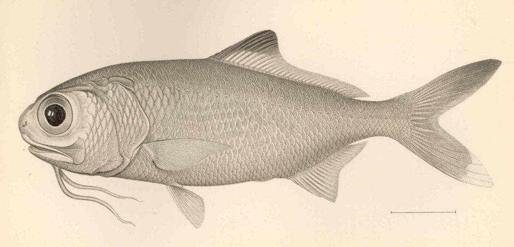 Pacific Beardfish (Polymixia berndti) |commons:File:FMIB 42698 Polymixia berndti Gilbert Type.jpeg