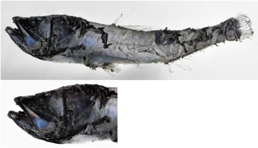 Pacific Blackchin (Scopelengys tristis) |commons:File:Scopelengys tristis.png
