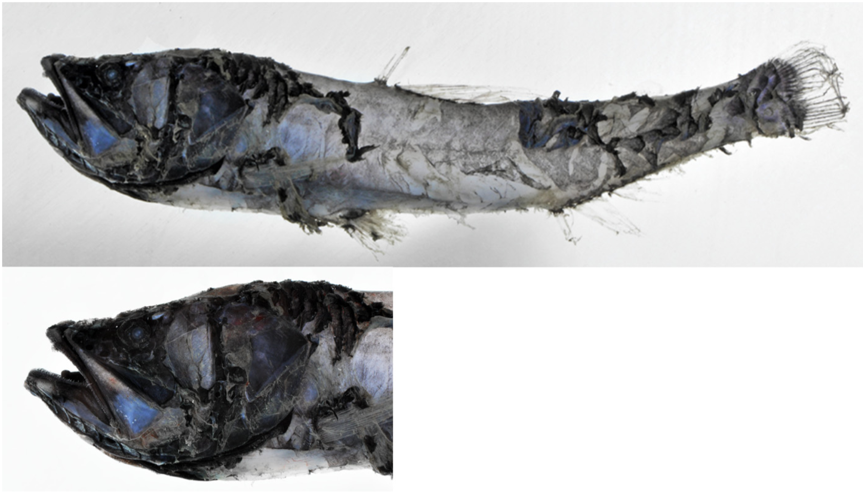 Pacific Blackchin (Scopelengys tristis) |commons:File:Scopelengys tristis.png