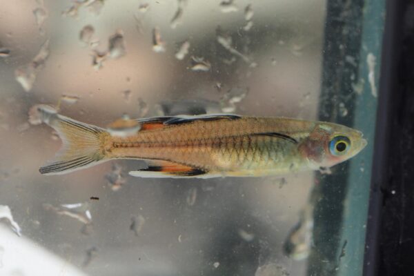 Pacific Blue-Eye (Pseudomugil signifer) |commons:File:Pseudomugil signifer 238169927.jpg