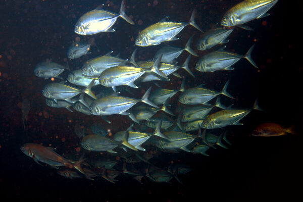 Pacific Crevalle Jack (Caranx caninus) |commons:File:Caranx caninus.jpg