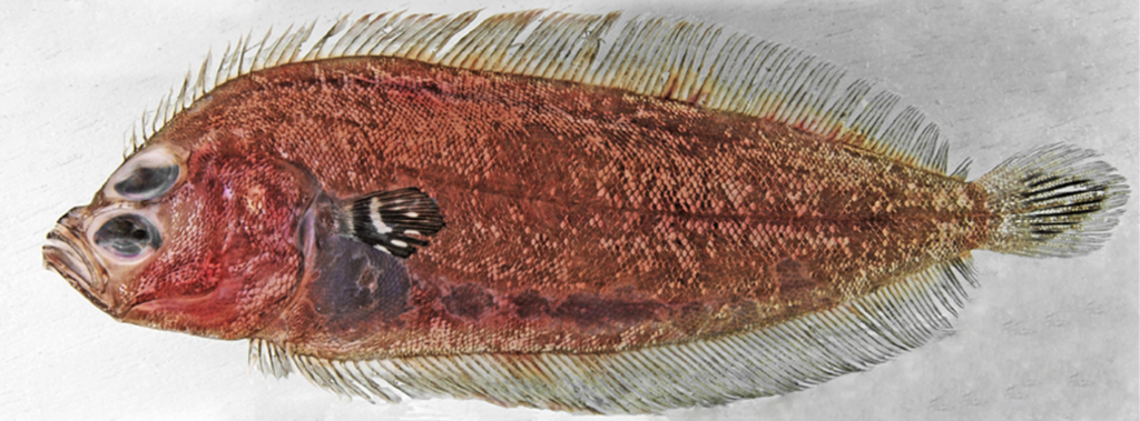 Pacific deepwater flounder (Monolene maculipinna) |commons:File:Monolene maculipinna.png