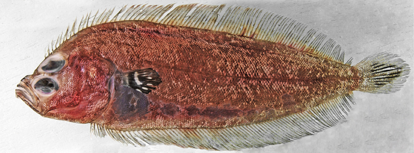 Pacific deepwater flounder (Monolene maculipinna) |commons:File:Monolene maculipinna.png