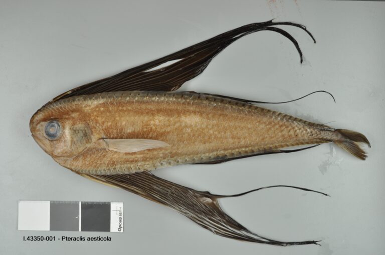 Pacific Fanfish (Pteraclis aesticola) |commons:File:Pteraclis aesticola.jpg