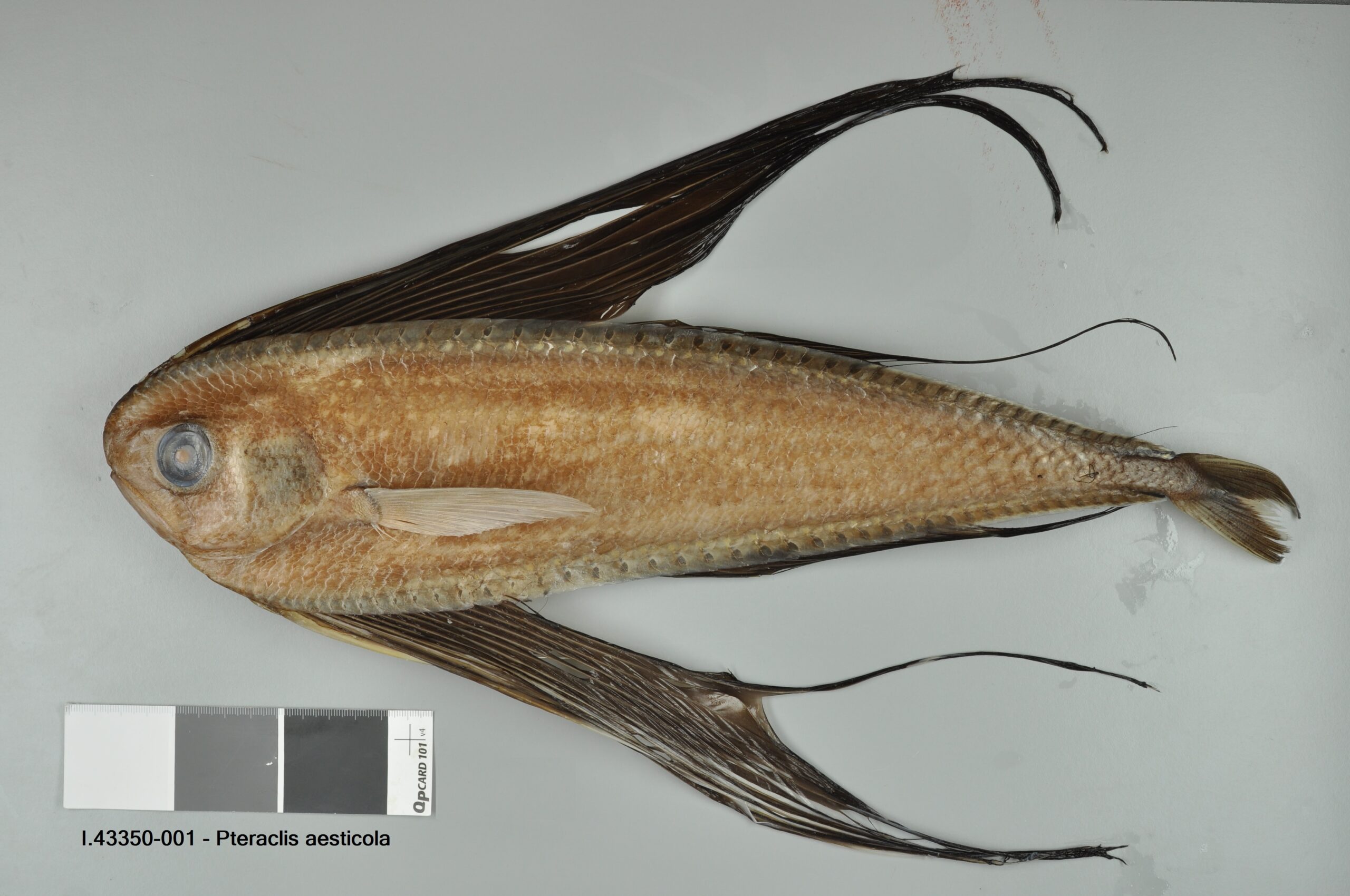 Pacific Fanfish (Pteraclis aesticola) |commons:File:Pteraclis aesticola.jpg