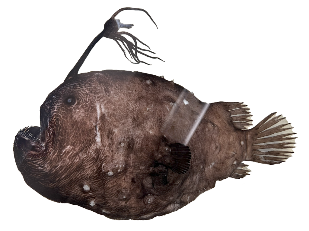 Pacific Footballfish (Himantolophus sagamius) |commons:File:Himantolophus sagamius.png
