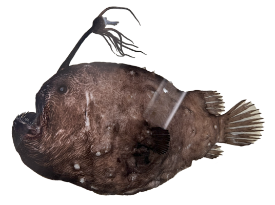 Pacific Footballfish (Himantolophus sagamius) |commons:File:Himantolophus sagamius.png