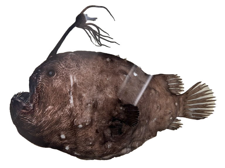 Pacific Footballfish (Himantolophus sagamius) |commons:File:Himantolophus sagamius.png
