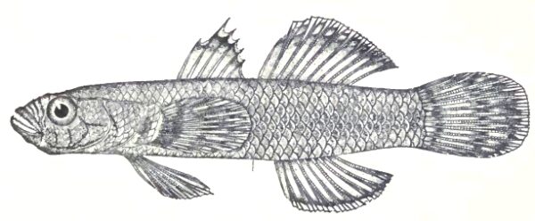 Pacific Goby (Callogobius sclateri) |commons:File:Callogobius sclateri (Steindachner 1879) by P. Bravo.jpg
