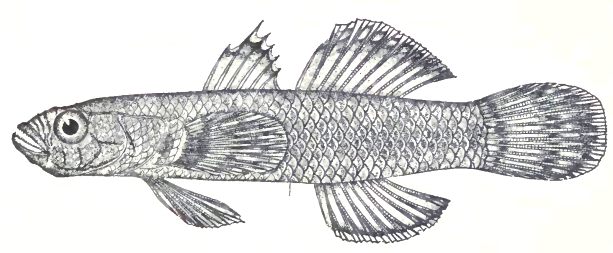 Pacific Goby (Callogobius sclateri) |commons:File:Callogobius sclateri (Steindachner 1879) by P. Bravo.jpg