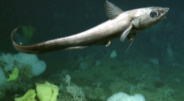 Pacific Grenadier (Coryphaenoides acrolepis) |commons:File:Coryphaenoides acrolepis.jpg