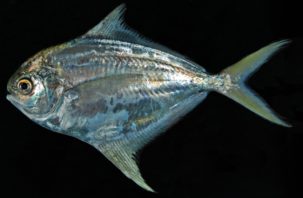 Pacific Harvestfish (Peprilus medius) |commons:File:Peprilus medius.png