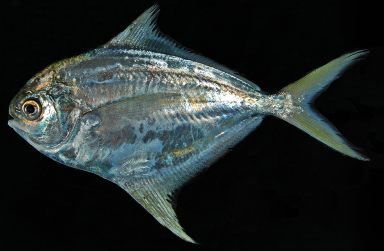 Pacific Harvestfish (Peprilus medius) |commons:File:Peprilus medius.png