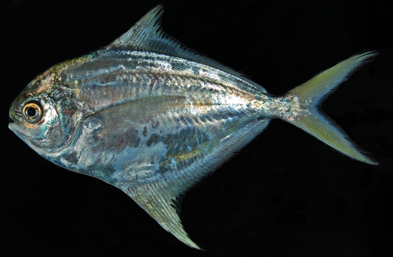 Pacific Harvestfish (Peprilus medius) |commons:File:Peprilus medius.png