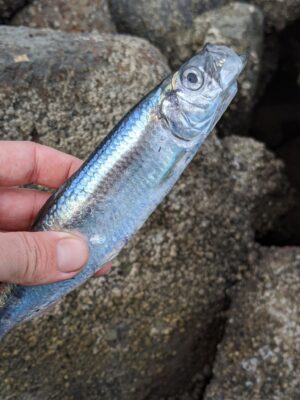 Pacific Herring (Clupea pallasii) |commons:File:Clupea pallasii CA.jpg