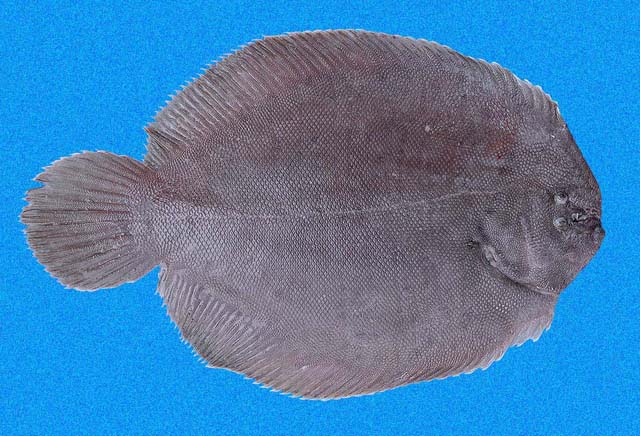 Pacific Lined Sole (Achirus mazatlanus) |commons:File:Achirus mazatlanus SI.jpg