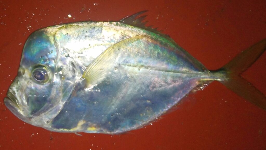 Pacific moonfish (Selene peruviana) |commons:File:Selene peruviana.jpg