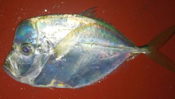 Pacific moonfish (Selene peruviana) |commons:File:Selene peruviana.jpg