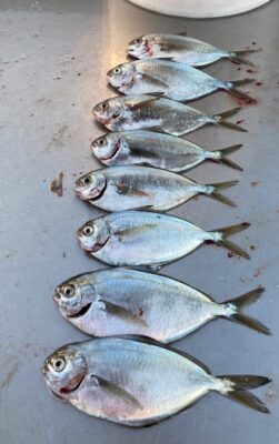 Pacific Pompano (Peprilus simillimus) |commons:File:Multiple Pacific Pompano (Peprilus simillimus).jpg