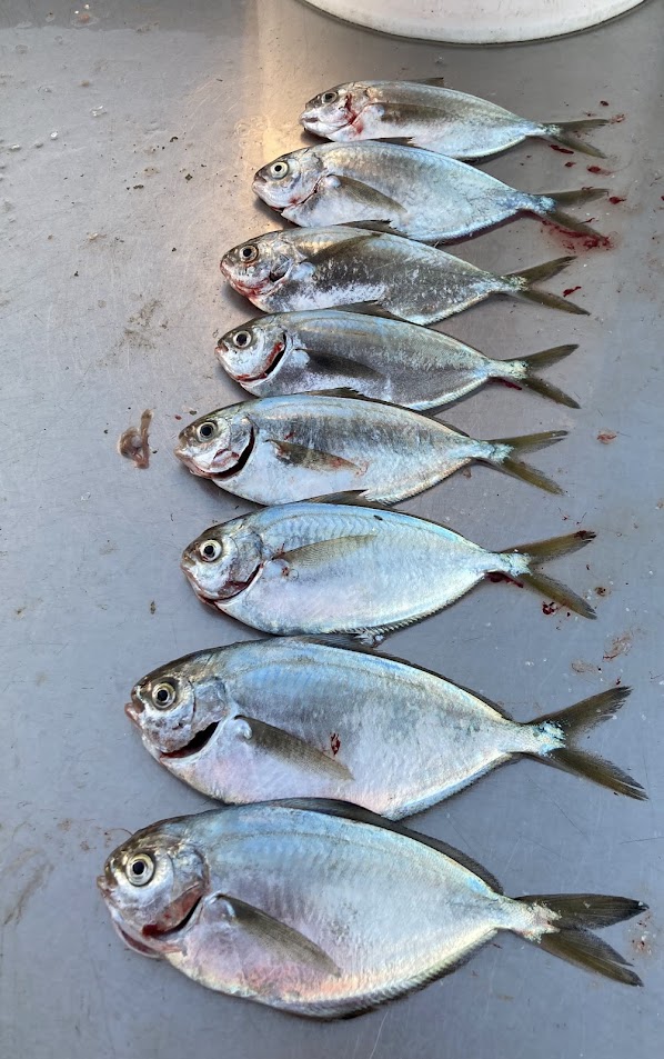 Pacific Pompano (Peprilus simillimus) |commons:File:Multiple Pacific Pompano (Peprilus simillimus).jpg