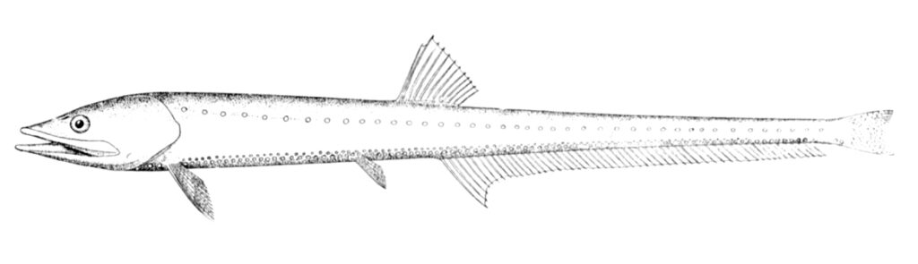 Pacific Portholefish (Diplophos taenia) |commons:File:Diplophos taenia.jpg