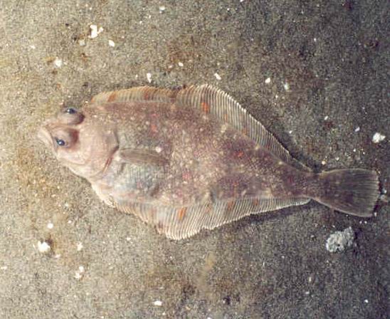 Pacific Sanddab (Citharichthys sordidus) |commons:File:Citharichthys sordidus.jpg