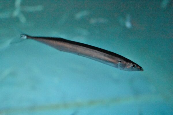 Pacific Saury (Cololabis saira) |commons:File:Cololabis saira in a tank.jpg