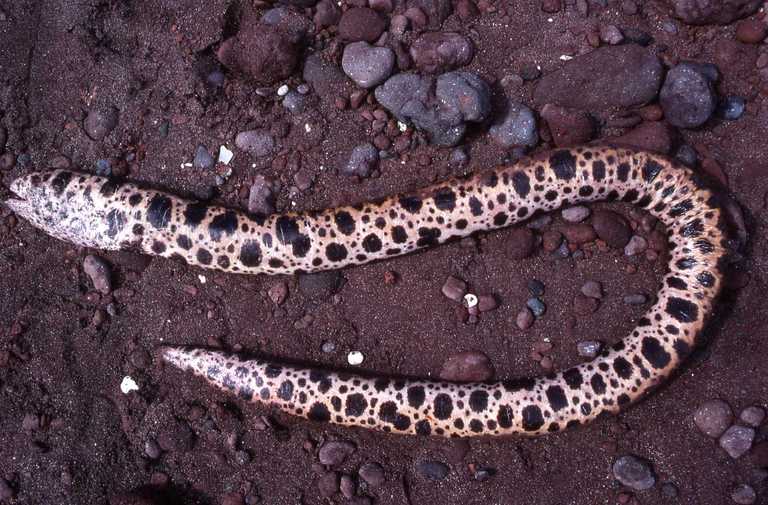 Pacific Snake Eel (Ophichthus triserialis) |commons:File:Ophichthus triserialis dead.jpeg