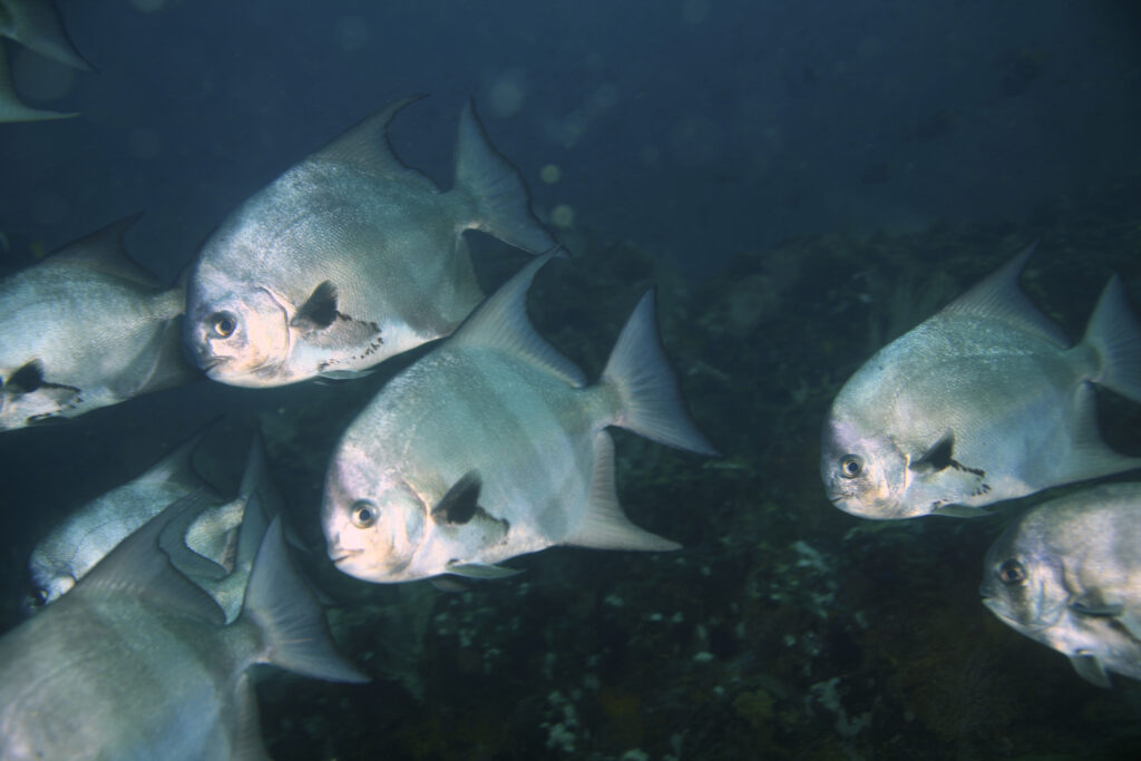 Pacific Spadefish (Chaetodipterus zonatus) |commons:File:Chaetodipterus zonatus.jpg