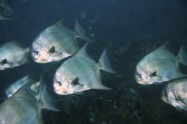 Pacific Spadefish (Chaetodipterus zonatus) |commons:File:Chaetodipterus zonatus.jpg