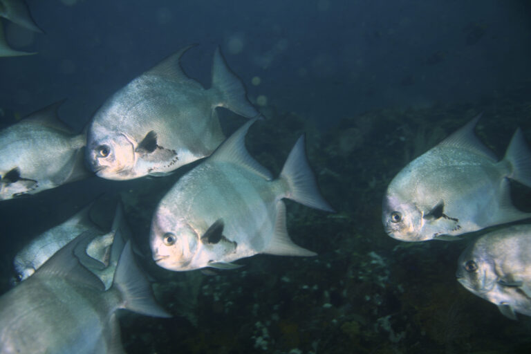 Pacific Spadefish (Chaetodipterus zonatus) |commons:File:Chaetodipterus zonatus.jpg