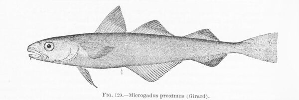 Pacific Tomcod (Microgadus proximus) |commons:File:FMIB 39450 Microgadus proximus (Girard).jpeg