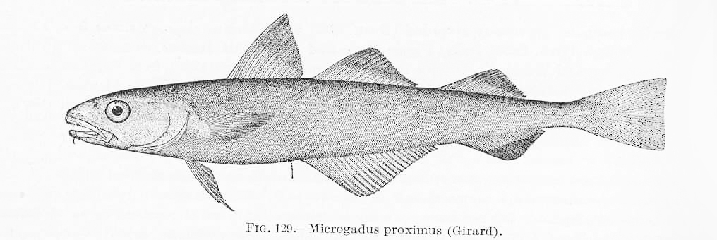 Pacific Tomcod (Microgadus proximus) |commons:File:FMIB 39450 Microgadus proximus (Girard).jpeg