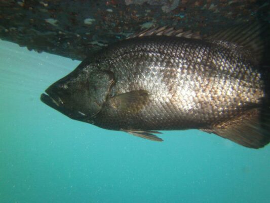 Pacific Tripletail (Lobotes pacifica) |commons:File:Lobotes pacifica 270008266.jpg