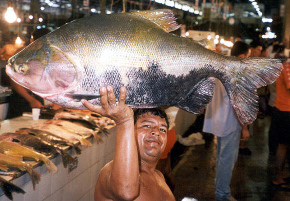 Pacu (Colossoma macropomum) |commons:File:Colossoma macropomum ostergaard.jpg