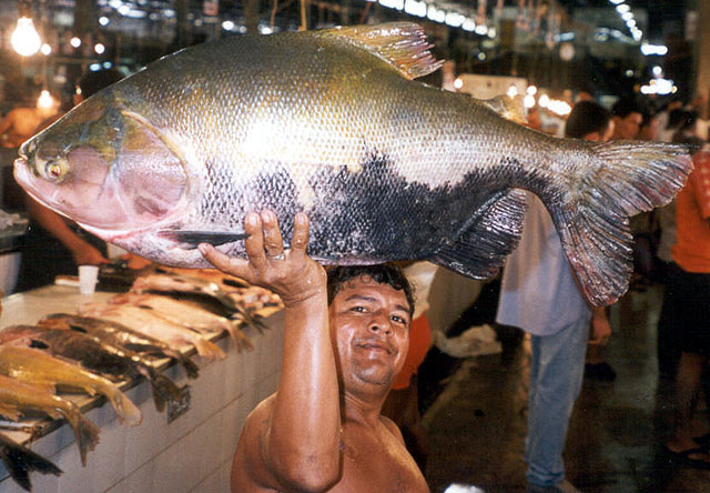 Pacu (Colossoma macropomum) |commons:File:Colossoma macropomum ostergaard.jpg