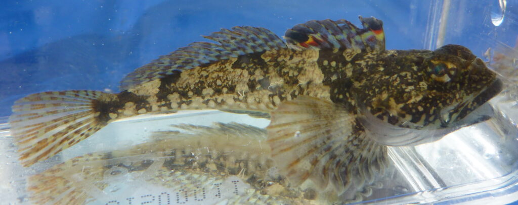 Padded Sculpin (Artedius fenestralis) |commons:File:PaddedSculpin (Artedius fenestralis) 77mm.jpg